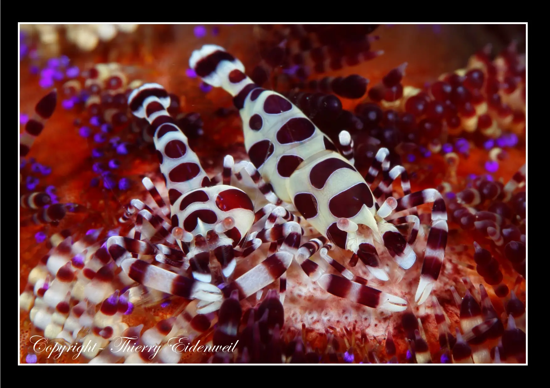 Anilao Macro Dive Media Highlight